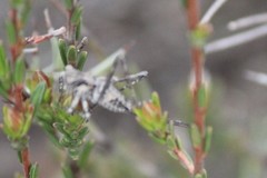 Oligodectes longicercus