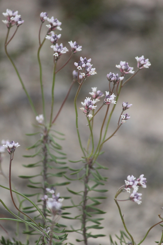 slender smoke-bush
