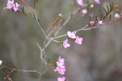 Boronia filifolia