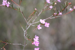 Boronia filifolia