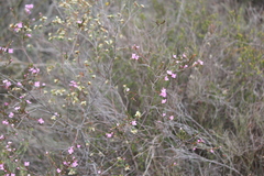Boronia filifolia
