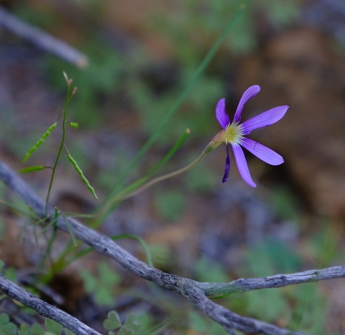 Karoo Satin (Geissorhiza karooica)
