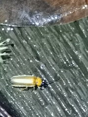 Pteroptyx