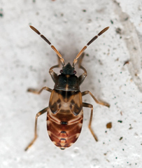 Eremocoris abietis