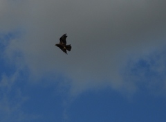 Circus aeruginosus aeruginosus