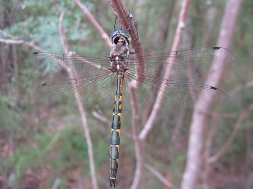 Australian Emerald Dragonfly photo 6
