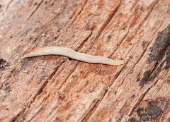 Argonemertes australiensis