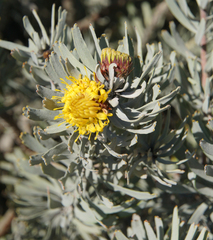 Leucospermum parile