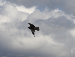 Circus aeruginosus aeruginosus