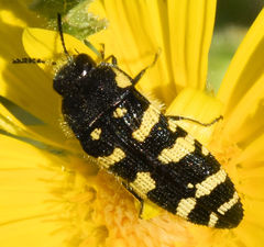 Acmaeodera macra