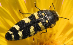 Acmaeodera macra