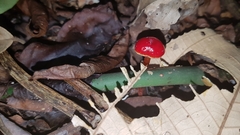 Hygrocybe minutula