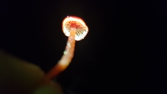 Hygrocybe minutula