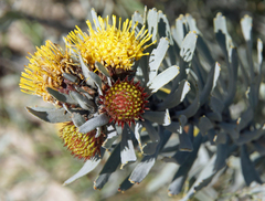 Leucospermum parile