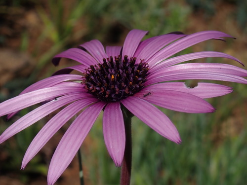 Image of Dimorphotheca jucunda by no rights reserved