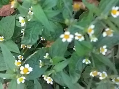 Galinsoga quadriradiata