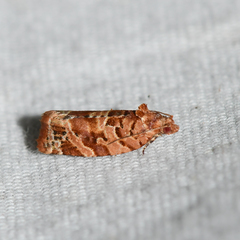 Argyrotaenia hodgesi
