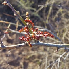 Erythrostemon gilliesii