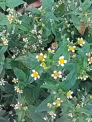 Galinsoga quadriradiata