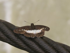 Seseria sambara