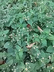 Galinsoga quadriradiata