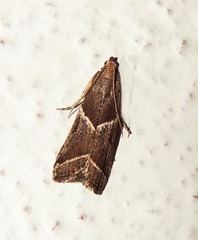 Nyctegretis lineana