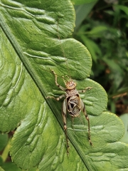 Svistella bifasciata