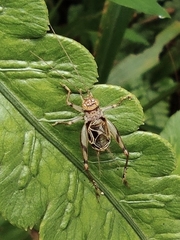 Svistella bifasciata