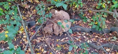 Calvatia gigantea