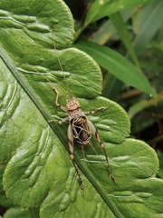 Svistella bifasciata