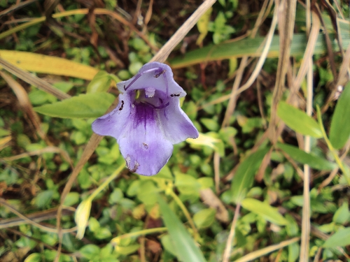 Torenia asiatica iNat (2)
