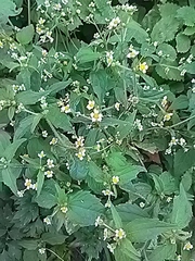 Galinsoga quadriradiata