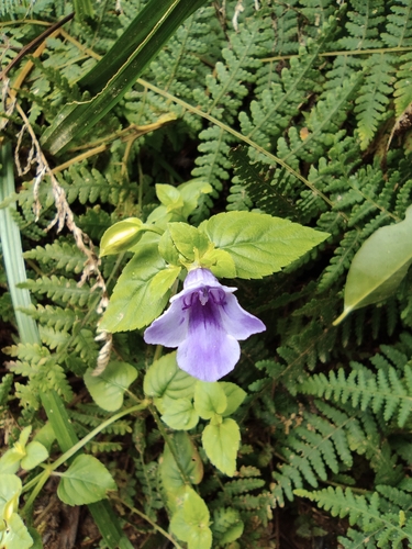 Torenia asiatica