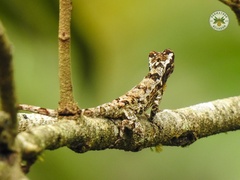 Anolis ortonii