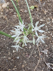 Vagaria parviflora