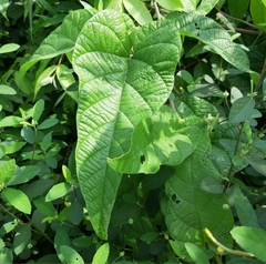 Operculina ventricosa