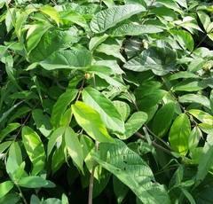 Operculina ventricosa