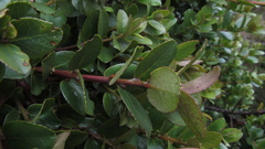 Symplocos theiformis