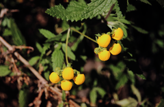 Calceolaria ascendens