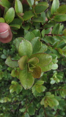 Symplocos theiformis