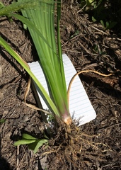 Iris pseudacorus