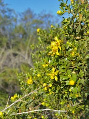 Larrea cuneifolia