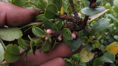 Symplocos theiformis