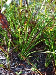 Pleea tenuifolia