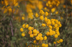 Calceolaria ascendens