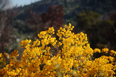 Calceolaria ascendens