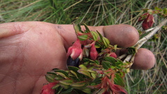 Brachyotum strigosum