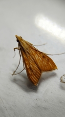 Antigastra catalaunalis