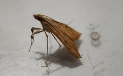 Antigastra catalaunalis