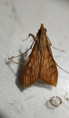Antigastra catalaunalis